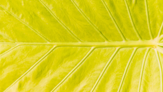Gedetailleerde textuur van een geel tropisch blad