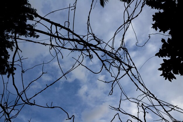 Gedroogde boomtakken met blauwe lucht op de achtergrond