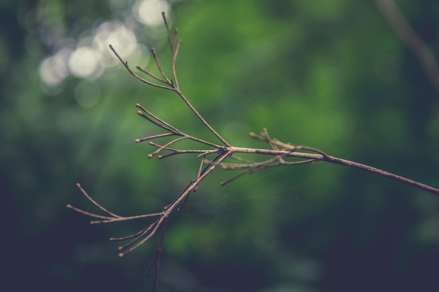 Gedroogde takje met groen op de achtergrond