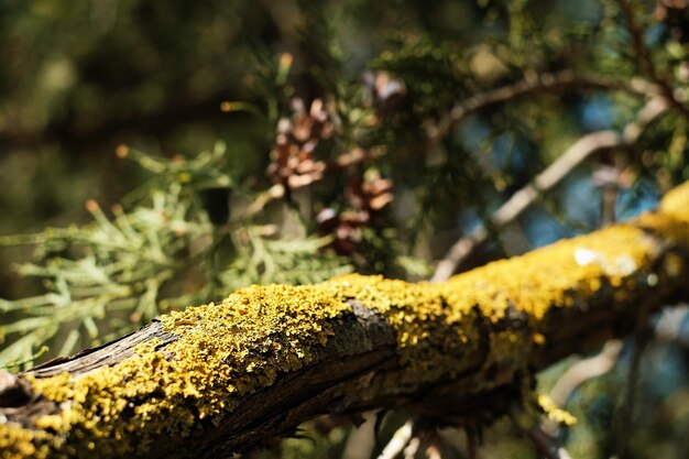 Geel korstmos op boomtakken close-up selectieve aandacht Natuurlijke natuurlijke achtergrond bos ecosysteem zorg voor de natuur