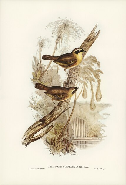 Geelkeelachtige Sericornis (Sericornis citreogularis) geïllustreerd door Elizabeth Gould