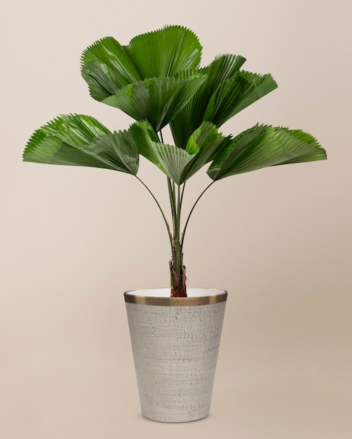 Gratis foto gegolfde bladpalm in een grijze pot