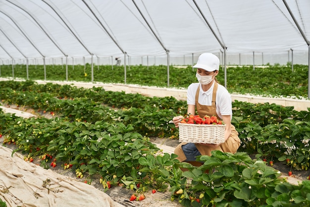 Gehurkte vrouw in masker die aardbeien oogst