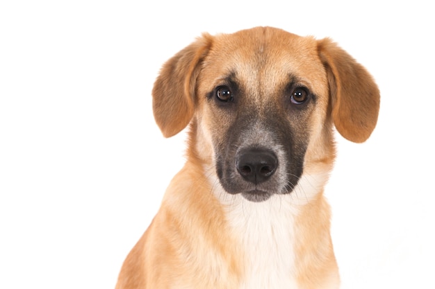 Geïsoleerde close-up shot van een Broholmer-puppy voor een witte achtergrond die in de camera kijkt