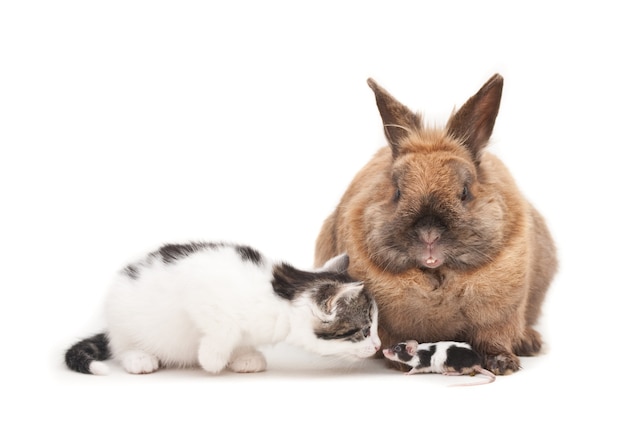 Geïsoleerde opname van een konijn en een kitten die voor een witte achtergrond zitten