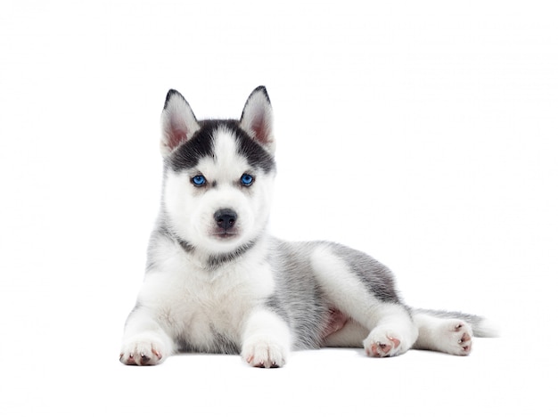 Geïsoleerde portret van puppy van Siberische husky hond met geboorte blauwe ogen, rusten. Grappige hond met ontspannen, na activiteit.