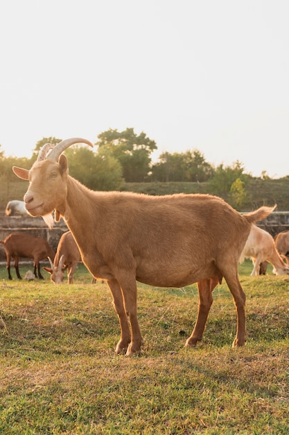 Geit die zich op de boerderij bevindt en weg kijkt