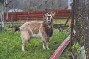 Gratis foto geit geit op boerderij