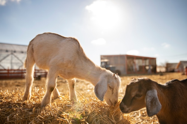 Gratis foto geiten op de boerderij op een zonnige dag