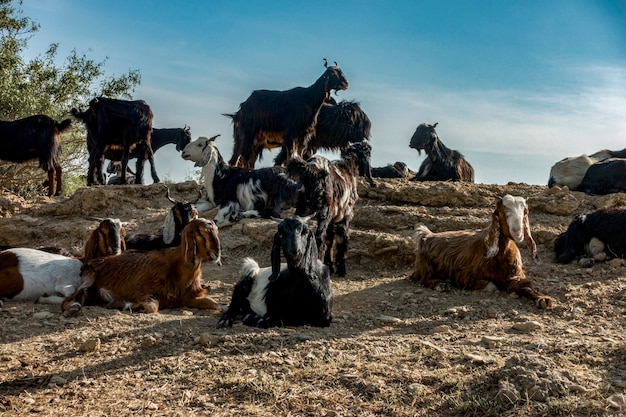 Geitlandbouw in Rajasthan, India