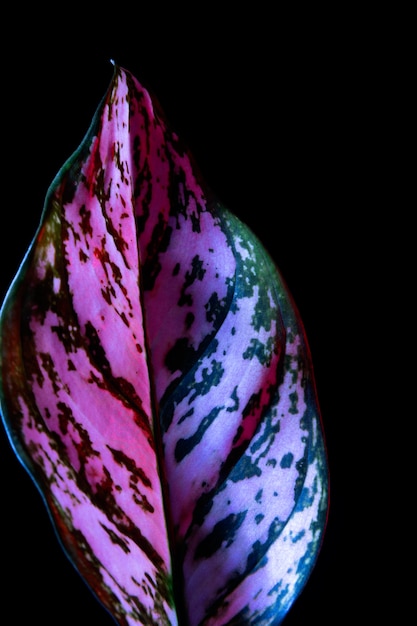 Gekleurd blad tegen een eenvoudige achtergrond
