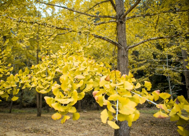 Gele bladeren in de herfst