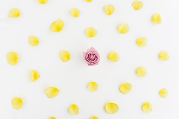 Gele bloemblaadjes en roze bloem op een witte achtergrond