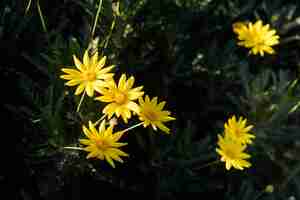 Gratis foto gele bloemen close-up (euryops pectinatus)