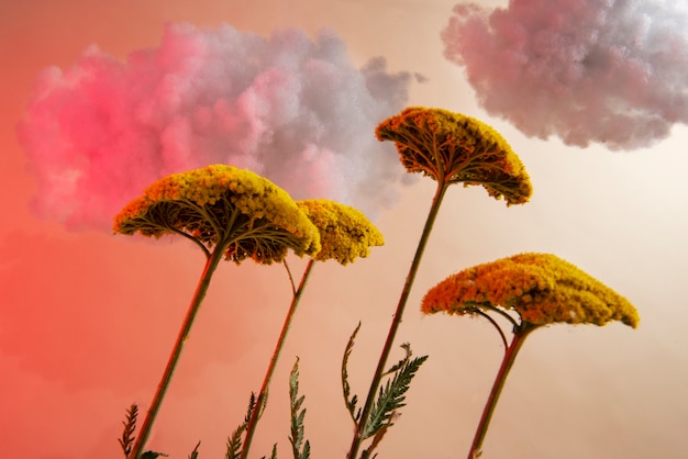 Gratis foto gele bloemen en wolken lage hoek