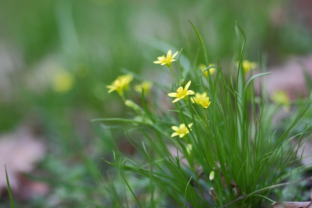 Gele bloemen groeien in de wei in het voorjaar. lente achtergrond met gele bloeiende bloemen