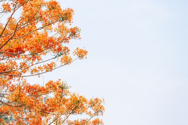 Gele bloemen in de lucht.