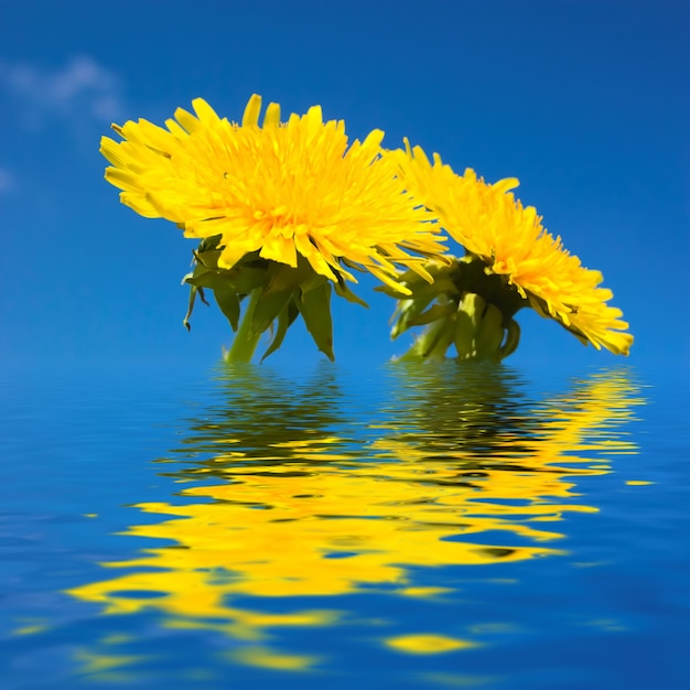 Gele bloemen in het water