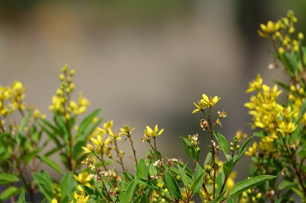 Gele bloemen met een zeer onscherpe achtergrond