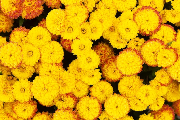 Gele chrysant bloemen van bovenaf gezien. mooie vintage stijl chrysanten achtergrond