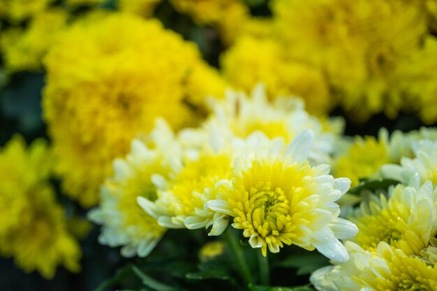 Gele chrysanthemumbloem in de tuin met onduidelijk beeldachtergrond