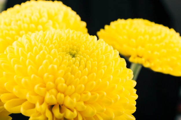 Gratis foto gele chrysanthemumbloem over zwarte achtergrond