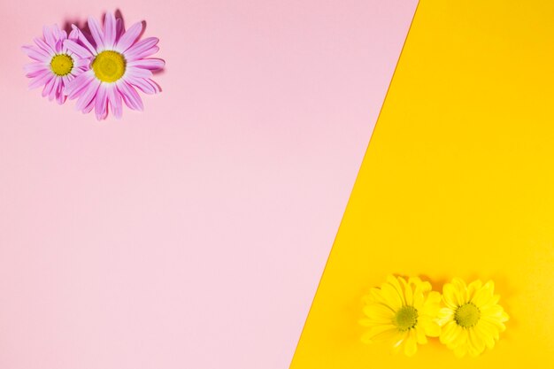 Gele en roze bloemen