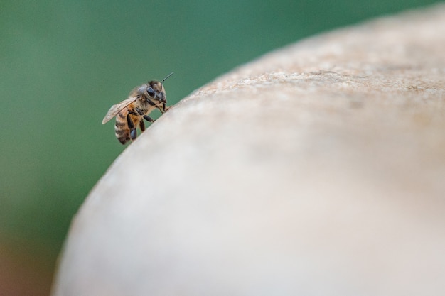 Gratis foto gele en zwarte bijen op bruin houten oppervlak in close-up fotografie overdag