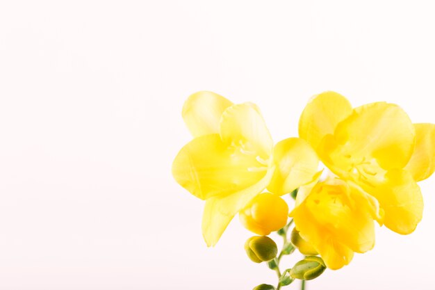 Gele heldere bloem en knop