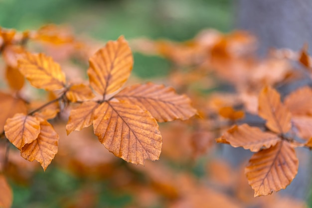 Gele herfstbladeren op een boom in het bos macro shot