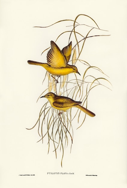 Gratis foto gele honingeter (ptilotis flava) geïllustreerd door elizabeth gould