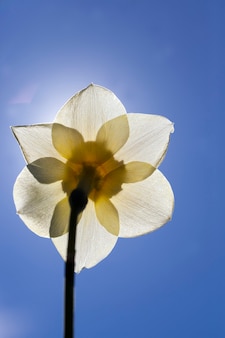 Gele narcis in het voorjaar, gele narcisbloemen voor decoratie en landschapsarchitectuur