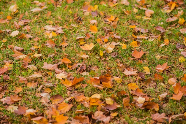 Gele, oranje en rode herfstbladeren in een prachtig herfstpark. Gevallen herfstbladeren.