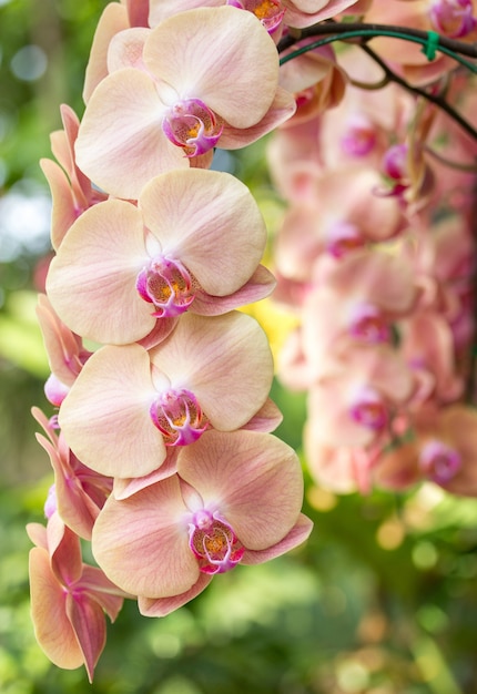 Gratis foto gele phalaenopsis orchidee bloem