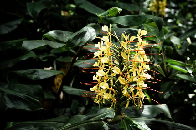 Gele tropische bloem met vage achtergrond