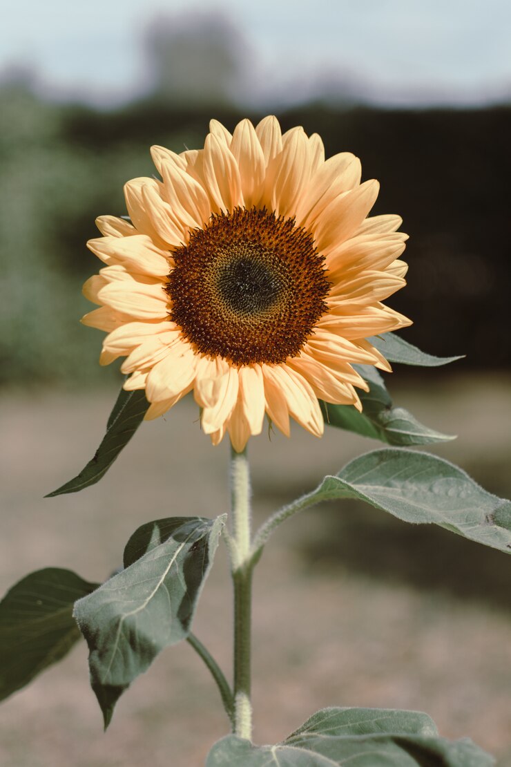Gratis Foto gele zonnebloem met groene bladeren
