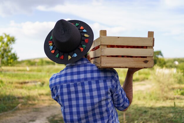 Gelukkige boer die geoogste ecotomaten vasthoudt terwijl hij met een volle kist op zijn schouders loopt