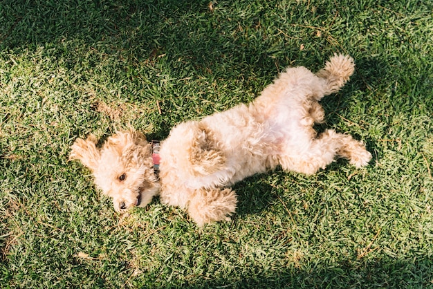 Gelukkige hond die pret in het park heeft