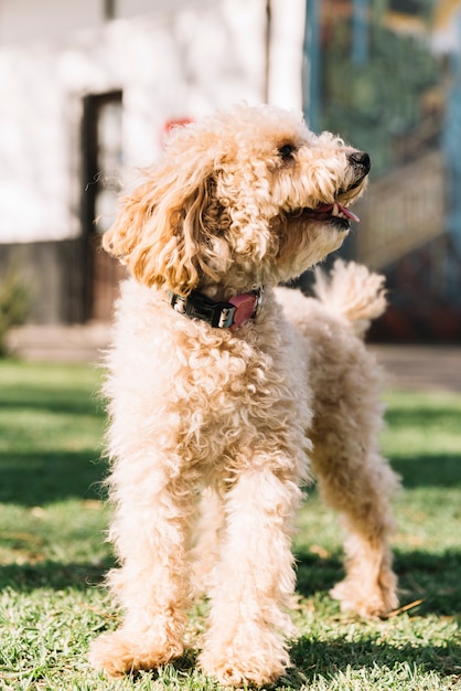 Gelukkige hond die pret in het park heeft