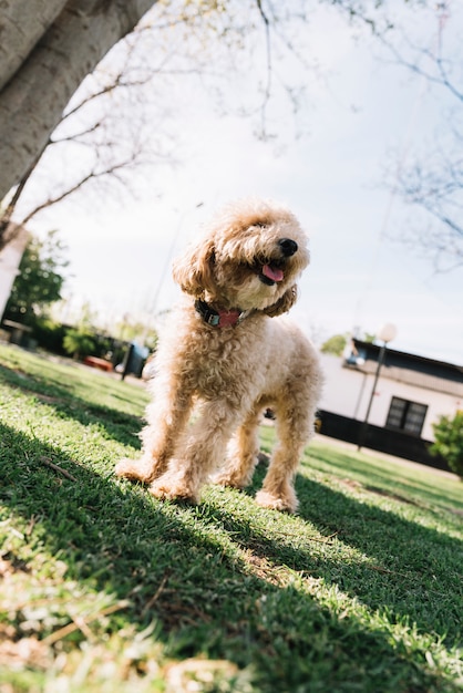 Gelukkige hond die pret in het park heeft