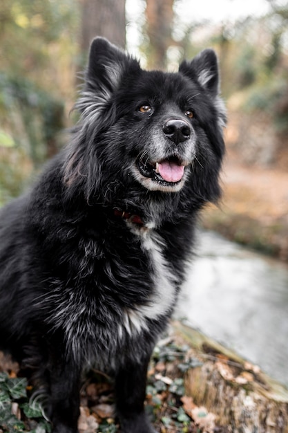 Gelukkige hond die zich buiten bevindt