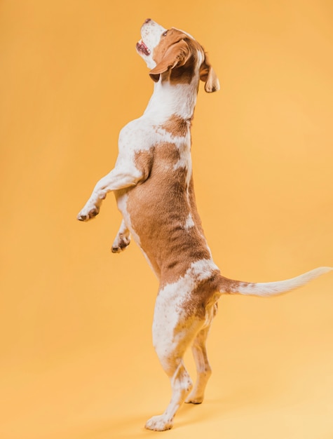 Gelukkige hond die zich op achterste benen bevindt