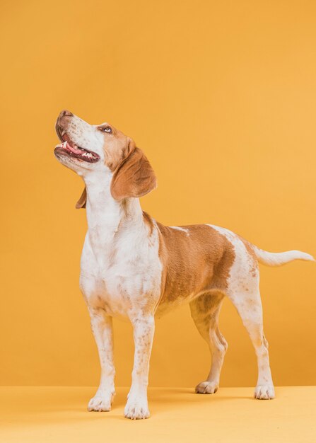 Gelukkige hond die zich voor een gele muur bevindt