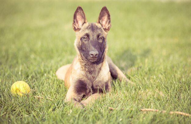 Gelukkige huisdieren honden spelen op gras