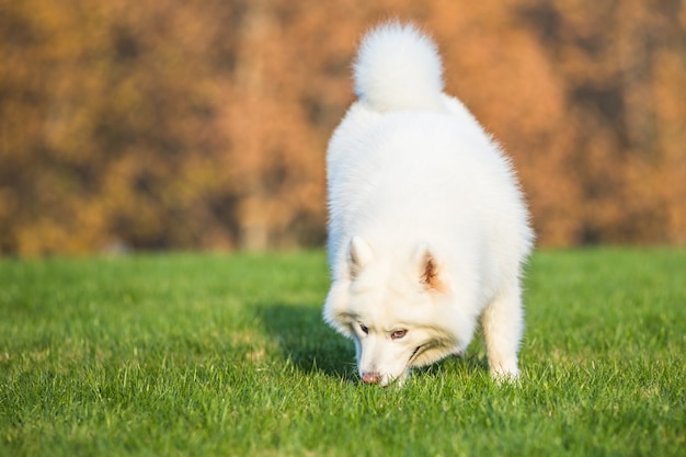 Gelukkige huisdieren honden spelen op gras
