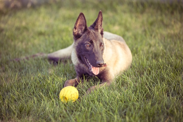 Gelukkige huisdieren honden spelen op gras