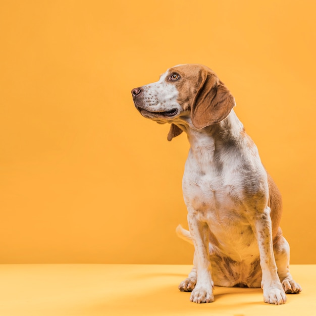 Gelukkige leuke hond die weg kijkt