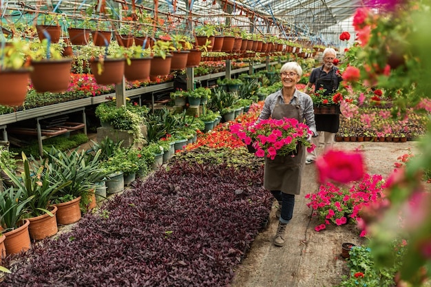 Gelukkige oudere vrouw die in een plantenkwekerij werkt en kleurrijke petuniabloemen draagt