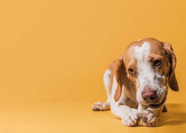 Gratis foto gelukkige schattige hond met kopie ruimte