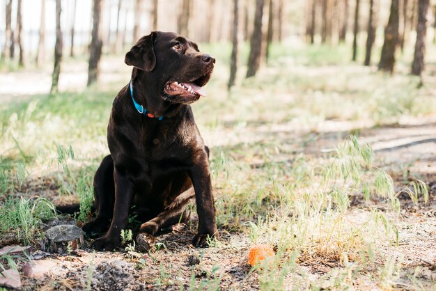 Gelukkige zwarte hond in de natuur